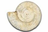 Jurassic Ammonite (Perisphinctes) Fossil - Madagascar #337693-1